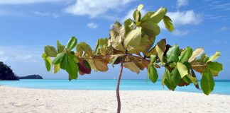 Antigua e Barbuda: Clima e Temperature. Terra di incantevoli spiagge Antigua e Barbuda clima temperature