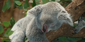 Australia: Clima e Temperature. Uno Stato tutto da esplorare! clima asutralia temperature