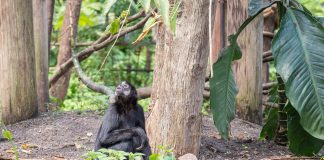 Congo: Clima e Temperature. Il Paese a cavallo dell’Equatore clima congo temperature