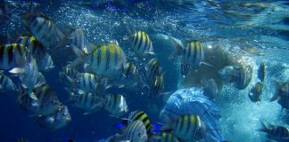 Dominica: Clima e Temperature. L’isola alla quale diede il nome Colombo Dominica Clima