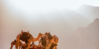 Giordania: Clima e Temperature. Il Paese della Mezzaluna fertile clima giordania