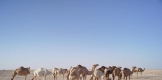 Mauritania: Clima e Temperature. Il Paese dal deserto roccioso e sabbioso Mauritiana clima