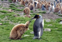Georgia del Sud: Clima e Temperature. L’isola in cui fa sempre freddo georgia del sud clima