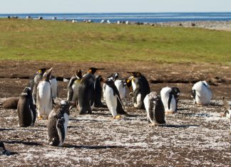 Isole Falkland: Clima e Temperature. L’isola dalle cinque specie di pinguino. Isole Falkland clima
