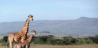 Kenya quando andare? Scopri la Nazione del raro rinoceronte bianco! Kenya-quando-andare