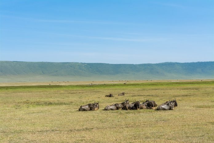 viaggio in Ngorongoro