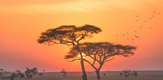 Serengeti: Clima e Temperature. Il parco nazionale perfetto per il safari. viaggio nel serengeti