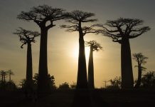 Quando andare in Madagascar? Il Paese con la seconda barriera corallina più grande al mondo! Quando-andare-in-Madagascar