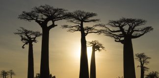 Quando andare in Madagascar? Il Paese con la seconda barriera corallina più grande al mondo! Quando-andare-in-Madagascar