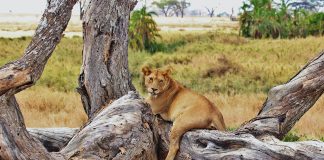 Tanzania quando andare? Scopri la terra del Kilimangiaro Tanzania-quando-andare