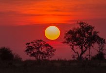 Botswana quando andare: viaggio nella natura selvaggia Botswana quando andare