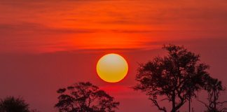 Botswana quando andare: viaggio nella natura selvaggia Botswana quando andare